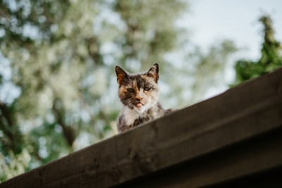 选择聚焦摄影杂色猫在屋顶上
